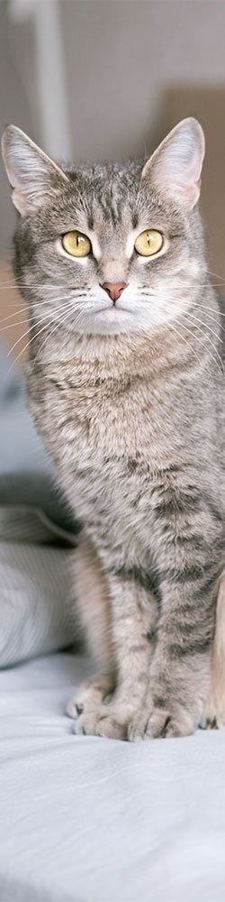 Estilismo canino y felino basado en el bienestar, la paciencia y el respeto por cada animal