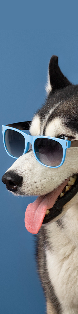 Equipo especializado en el cuidado consciente y respetuoso de perros y gatos