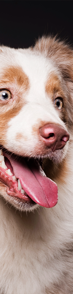 Espacio de cuidado animal donde se prioriza la tranquilidad y el trato responsable