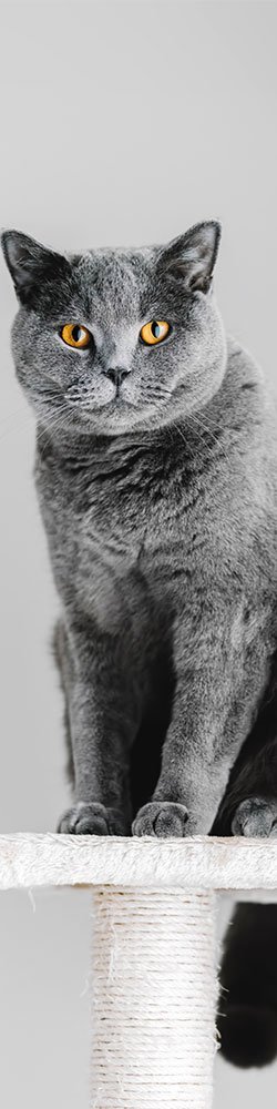 Canis Studio Cuidado profesional para perros y gatos