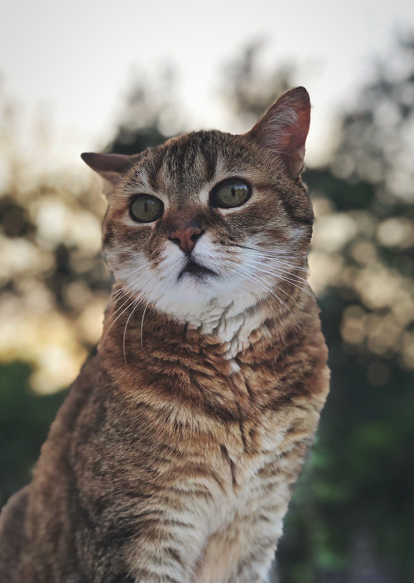 Mantenimiento regular del pelaje para perros y gatos, cuidado periódico y responsable