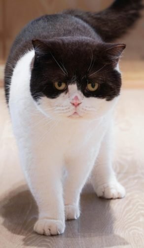 Servicios de estilismo canino orientados al bienestar, la higiene y la estética del animal