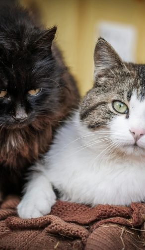 Cuidado profesional del pelaje, adaptado a cada necesidad